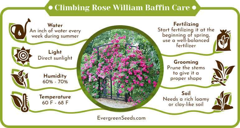 Climbing Rose William Baffin Care Infographic
