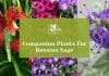Companion Plants For Russian Sage