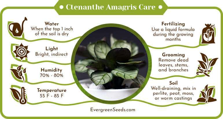 Ctenanthe Amagris Care Infographic