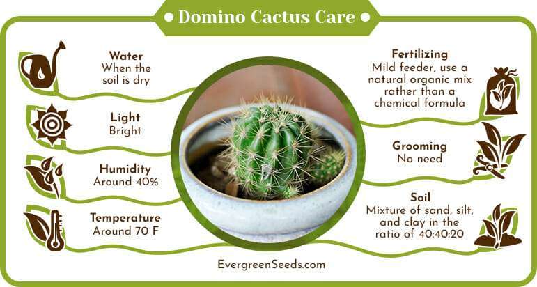 Domino Cactus Care Infographic