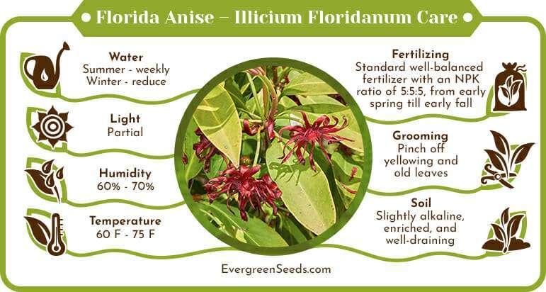 Florida Anise Illicium Floridanum Care Infographic