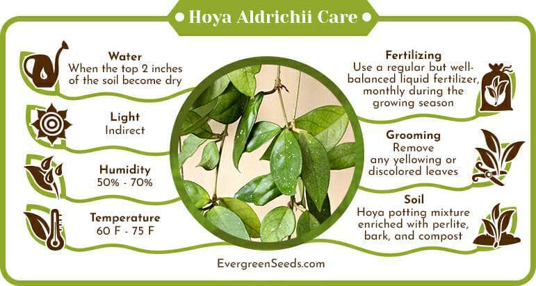 Hoya Aldrichii Care Infographic