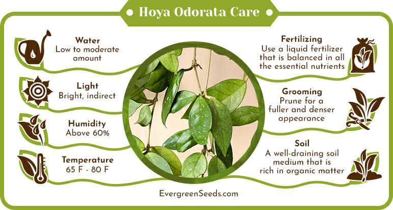 Hoya Odorata Care Infographic