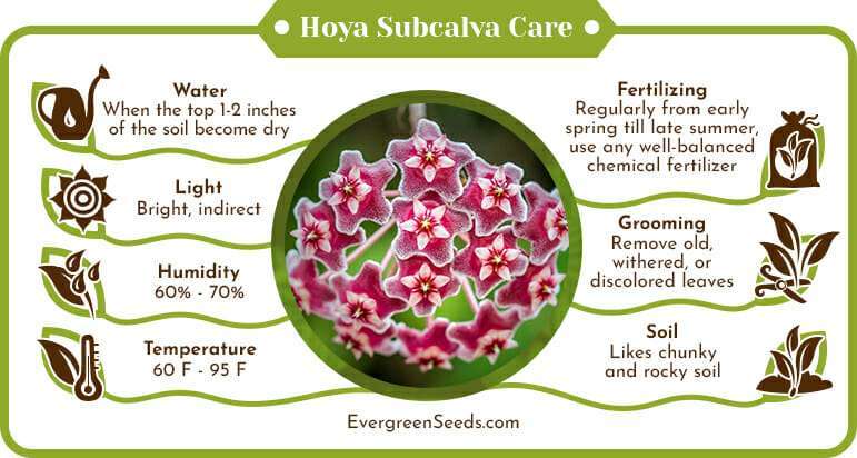 Hoya Subcalva Care Infographic