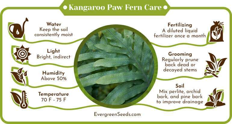 Kangaroo Paw Fern Care Infographic
