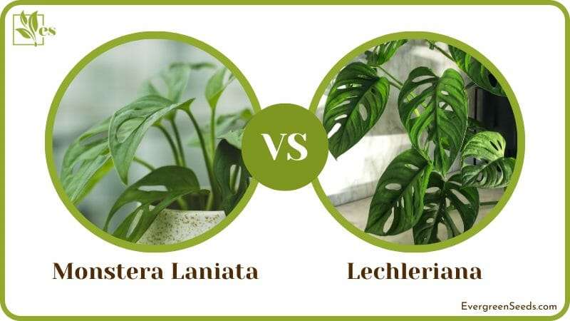Monstera Laniata vs Lechleriana