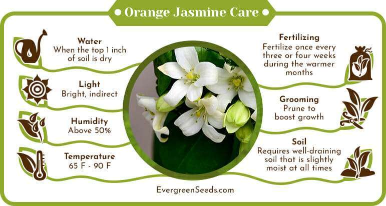 Orange Jasmine Care Infographic