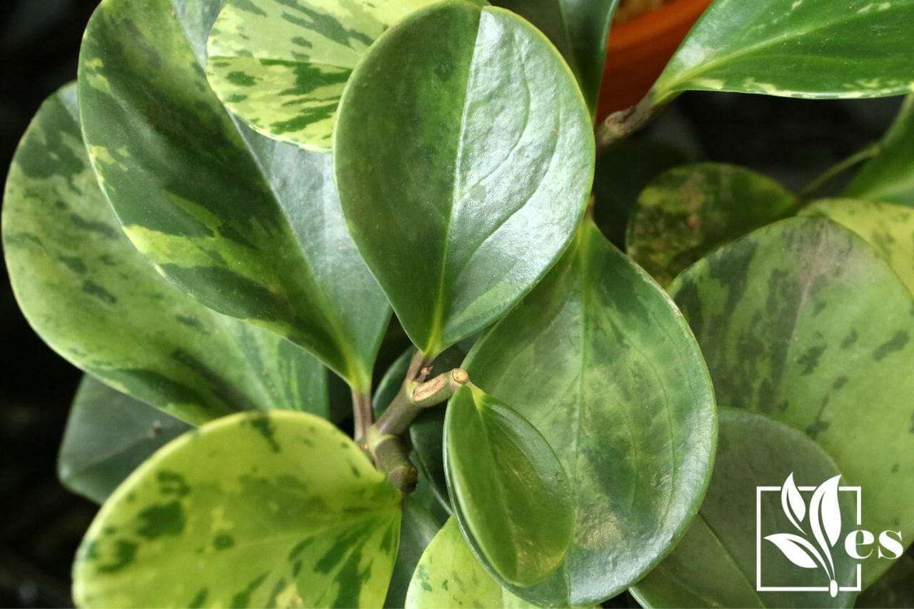 Peperomia Magnoliifolia leaves