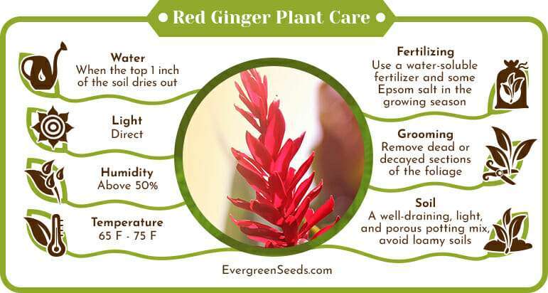 Red Ginger Plant Care Infographic