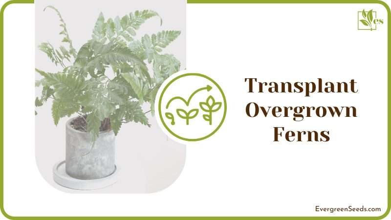 Transplant Overgrown Ferns