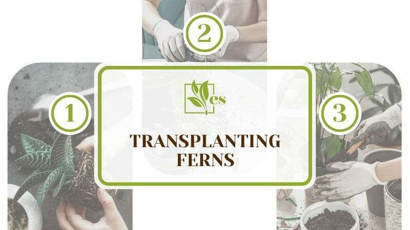 Transplanting Ferns Ultimate Guide