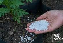 urea fertilizer in farmer hands
