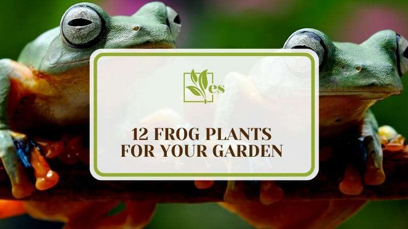 12 Frog Plants For Your Garden