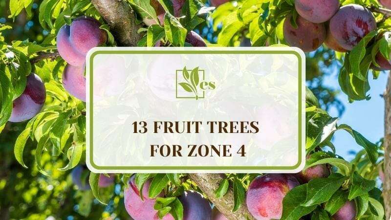 13 Fruit Trees for Zone 4