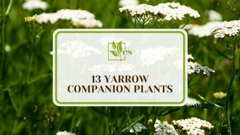 13 Yarrow Companion Plants