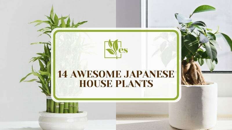 14 Awesome Japanese House Plants