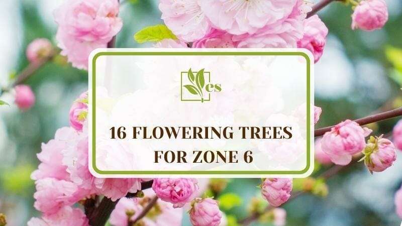 16 Flowering Trees For Zone 6