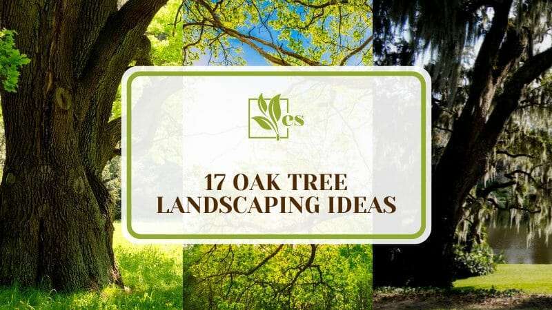 17 Oak Tree Landscaping Ideas