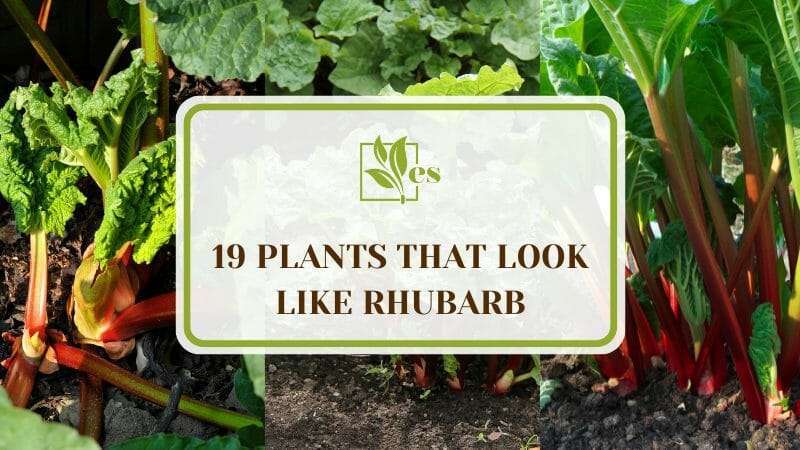 19 Plants That Look Like Rhubarb