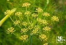 6 Plants That Look Like Fennel How To Tell the Difference