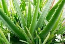 9 Plants That Look Like Aloe Vera