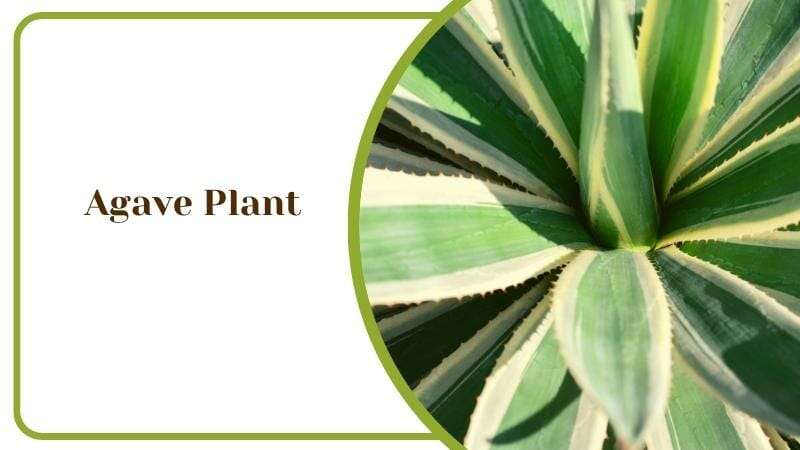 Agave Plant Closeup