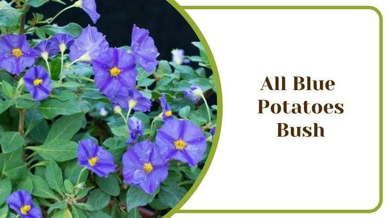 All Blue Potatoes Bush