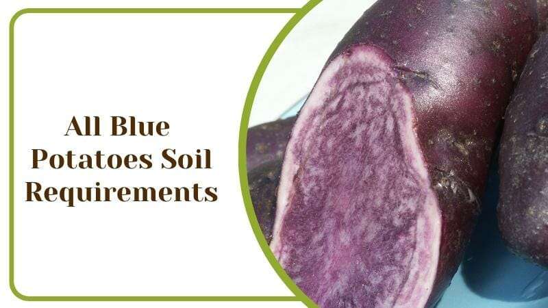 All Blue Potatoes Soil Requirements