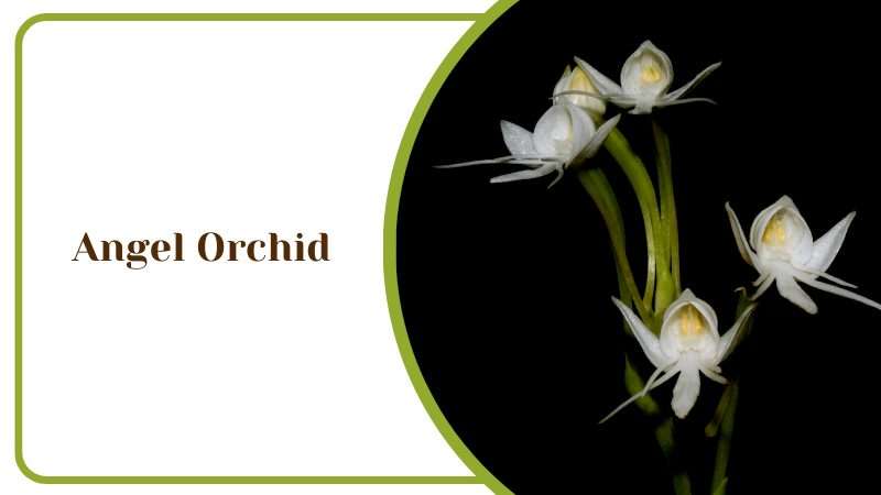 Angel Orchid Habenaria Grandifloriformis Southern India Plants in White Color