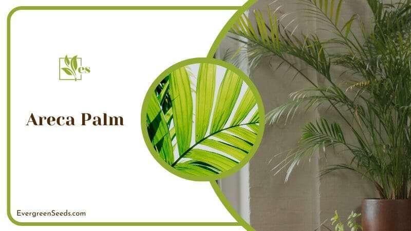 Areca Palm Indoor Plant with Feathery Green Fronds