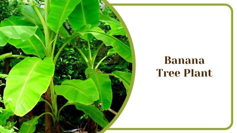 Banana Tree Plant Southern Exotic Tree