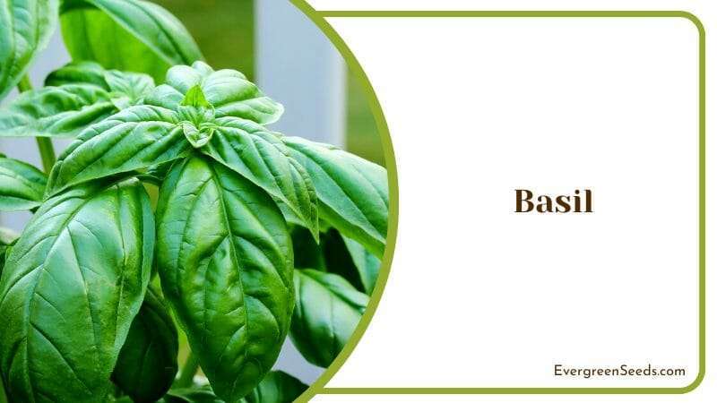 Basil Yarrow Companion Plants Big Green Leaf Healthy Herb