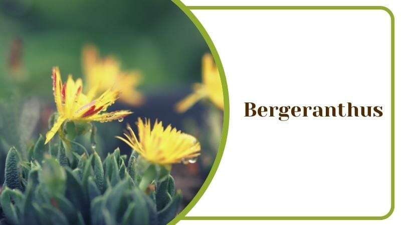 Bergeranthus multiceps
