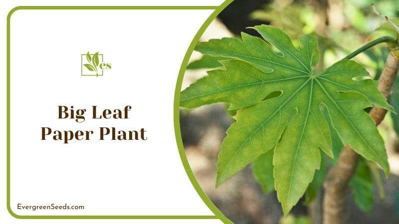Big Leaf Paper Plant 