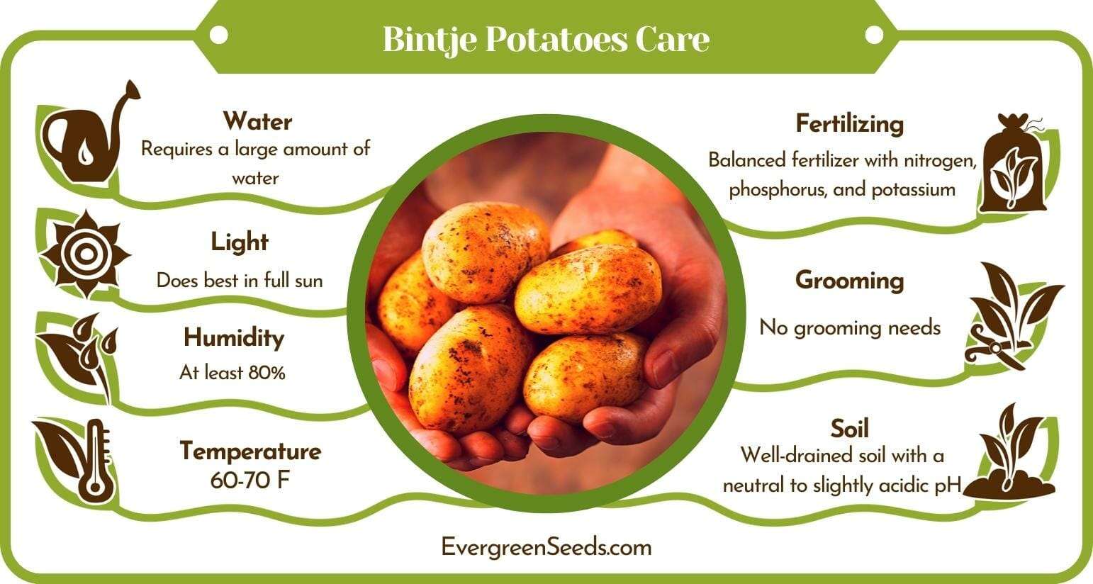 Bintje Potatoes Care Infographic