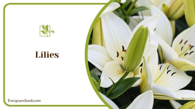 Blooming White Lilies with Buds