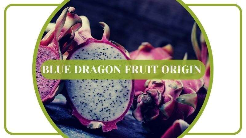Blue Dragon Fruit Origin