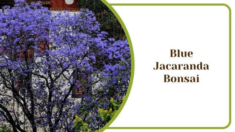 Blue Jacaranda Bonsai Jaranca Mimosifolia Japanese Indoor Tree