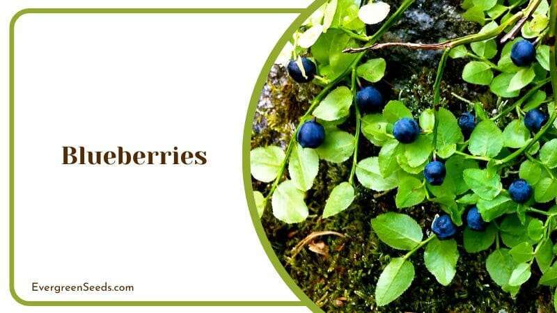 Blueberries in The Garden Yarrow Companion Plants Growing Net