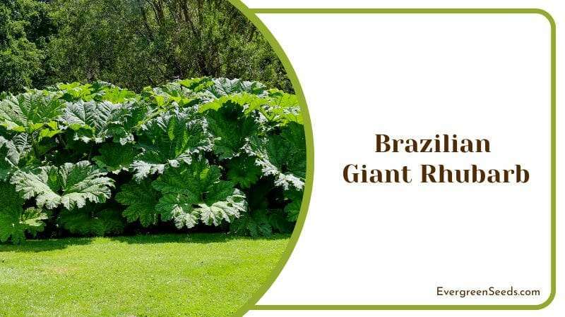 Brazilian Giant Rhubarb Green Meaty Leaves Outdoor Garden