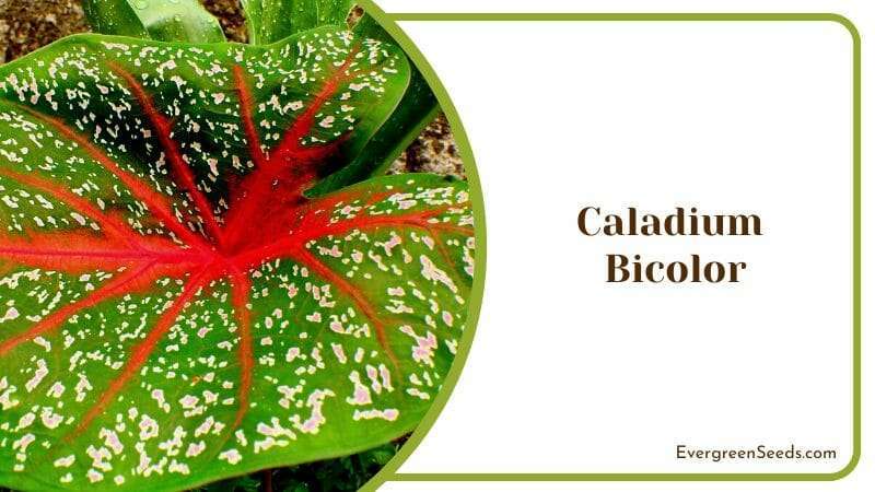 Caladium Bicolor Plants that Thrive in the Shade of the Garden Outdoor Flower