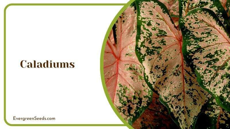 Caladiums with Distinct Vividly Colored Veins