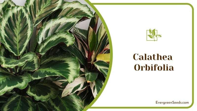 Calathea Orbifolia Plant