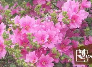 Caring for this Versatile Lavatera Flower