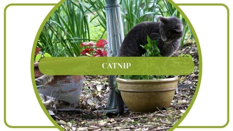 Cat Enjoy Catnip