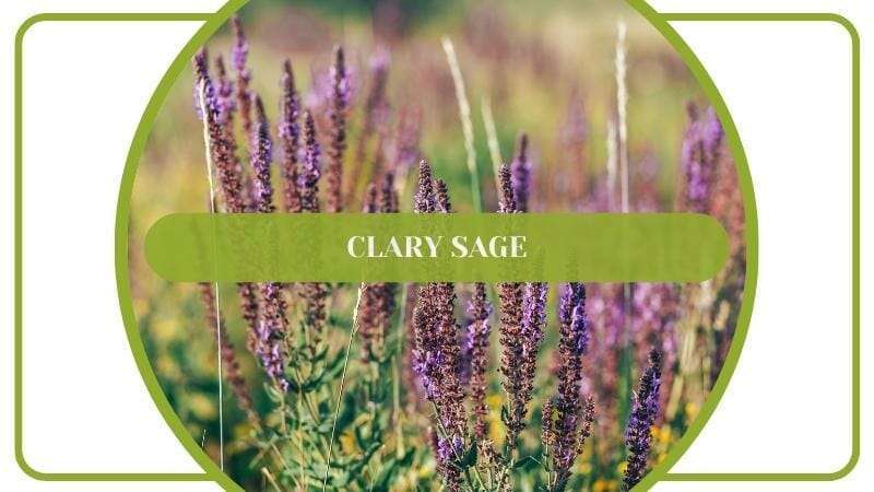 Clary Sage Flowering Plant