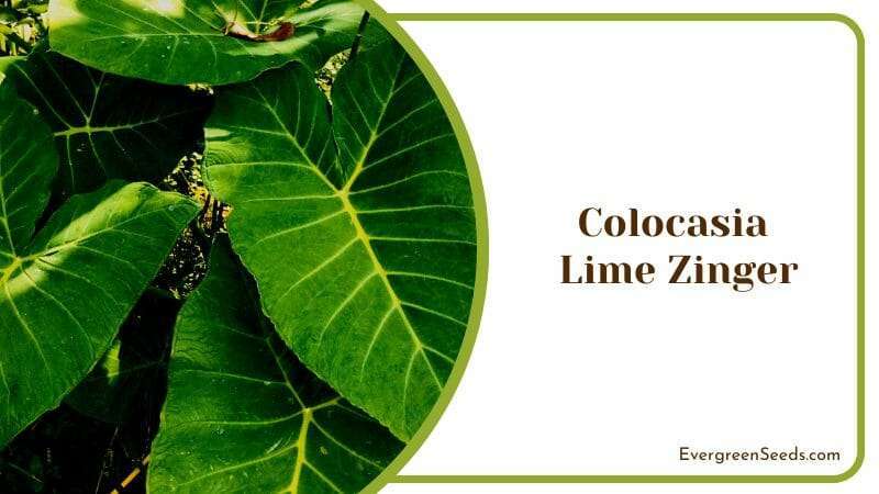 Colocasia Lime Zinger esculenta Elena Plant from Tropical Areas