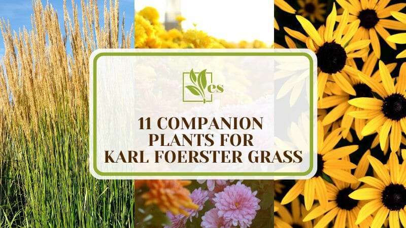 Companion Plants for Karl Foerster Grass
