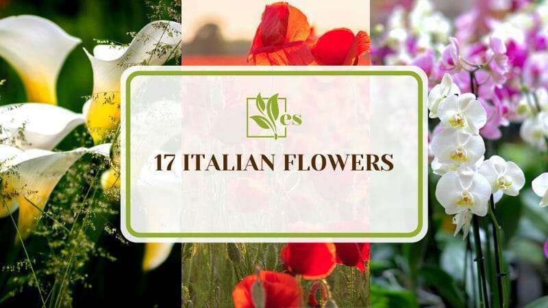 Complete List of Numerous Italian Flowers