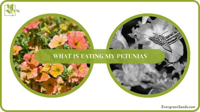 Conclusion What Is Eating My Petunias
